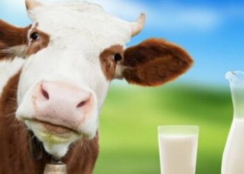 “Karteli i qumështit” dhe rritja e çmimeve me 37 %, Konkurenca nis hetimet. Djathi nga 9-16 mijë lekë/kg