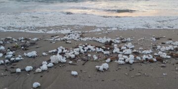 Ndotja e Bregdetit: Alarmi i Polisterolit dhe Zhvillimi i Pakontrolluar