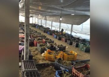 Grupi kriminal i serave me kanabis në Berat u zbulua nga komunikimet në aplikacionet WhatsApp dhe Signal (Rolet e anëtarëve)