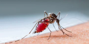 Rikthehen pas 13 vitesh “Ethet e Nilit” në Shqipëri/ 3 viktima dhe 17 të infektuar