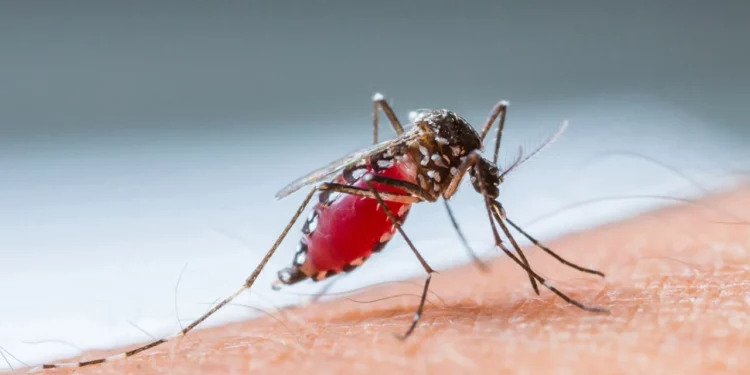 Rikthehen pas 13 vitesh “Ethet e Nilit” në Shqipëri/ 3 viktima dhe 17 të infektuar