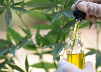 Kanabis për arsye mjekësore, vitin e ardhshëm hapen licencimet për ta kultivuar në Shqipëri/ Çfarë duhet të dini!