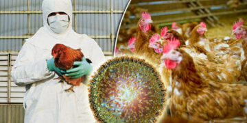 Alaram i KUQ nga Gripi i Shpendëve në Tiranë / Pula të Infektuara me H5N1 në fshatin Mëzes, KUJDES❗️