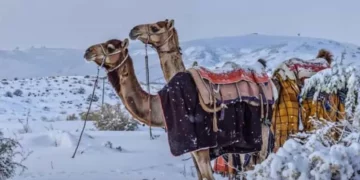 E pazakontë! Për herë të parë në histori bie dëborë në shkretëtirën e Arabisë Saudite (FOTO)