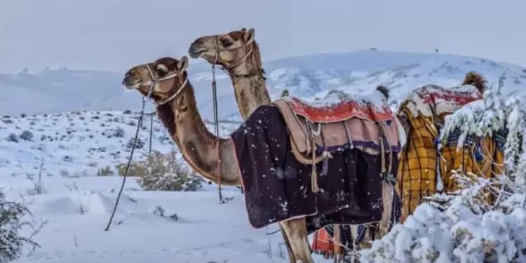 E pazakontë! Për herë të parë në histori bie dëborë në shkretëtirën e Arabisë Saudite (FOTO)