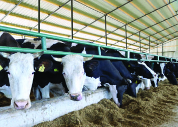 Vrojtimi, 40% e fermave të kafshëve në Shqipëri përdorin antibiotikë