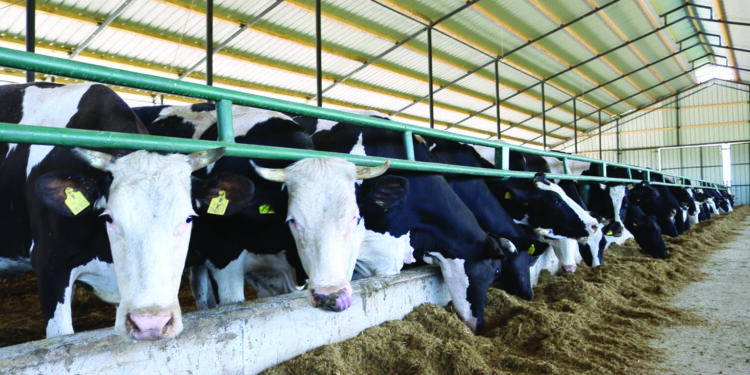 Vrojtimi, 40% e fermave të kafshëve në Shqipëri përdorin antibiotikë