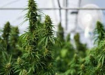 Kanabisi mjekësor, Qeveria miraton zonat dhe kushte e parcelave për kultivim