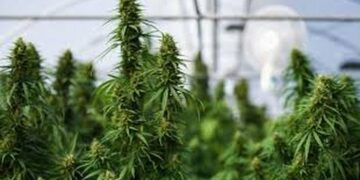 Kanabisi mjekësor, Qeveria miraton zonat dhe kushte e parcelave për kultivim