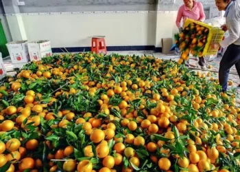 Skandali i Manderinave / Në pranga 3 persona. Kroacia i ktheu, si u shiten në Berat 10 Ton me Helme dhe Pesticide