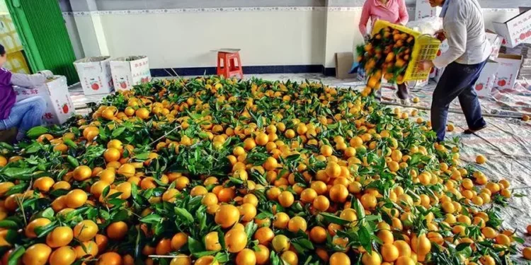 Skandali i Manderinave / Në pranga 3 persona. Kroacia i ktheu, si u shiten në Berat 10 Ton me Helme dhe Pesticide