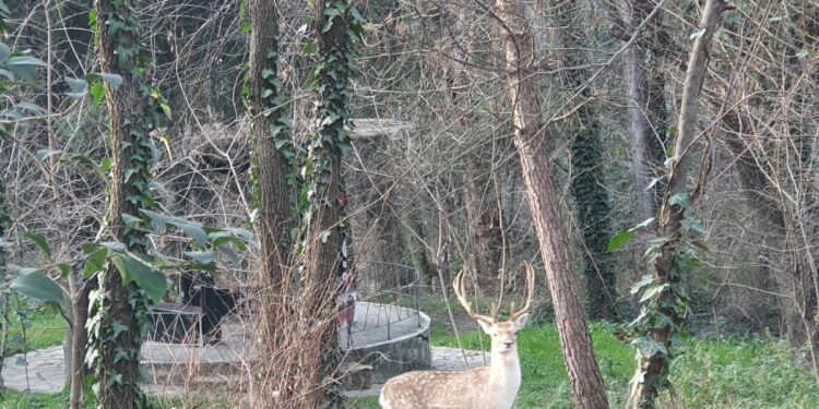 Restorantit i ikën Dreri nga Kafazi