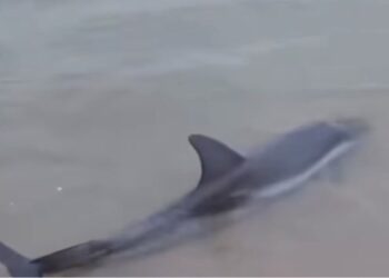 Pamje të rënda, Deti nxjerr delfinin e ngordhur në Hamallaj