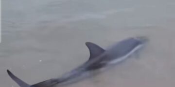 Pamje të rënda, Deti nxjerr delfinin e ngordhur në Hamallaj