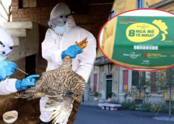 gripi i shpendeve, vezet reas dhe ministria e bujqesise