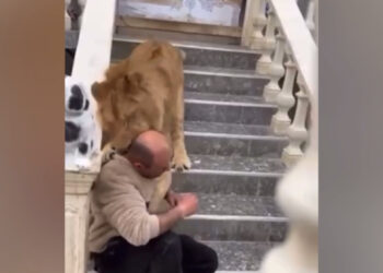 Pronari Fsheh Luanin e Famshëm: Më ngordhi. Policia e vë në hetim / Video