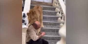 Pronari Fsheh Luanin e Famshëm: Më ngordhi. Policia e vë në hetim / Video