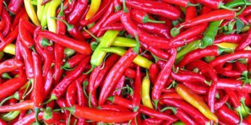 Pas pjeshkëve / Kroacia bllokon tonelata Speca djegs nga shqipëria. Janë me pesticide të rrezikshme / dokumenti